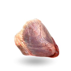 Beef hearts_ Serca.png