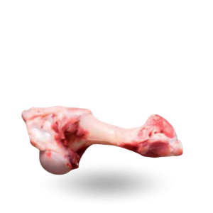 Beef humerus bones Kości rurkowe z łopatki.png